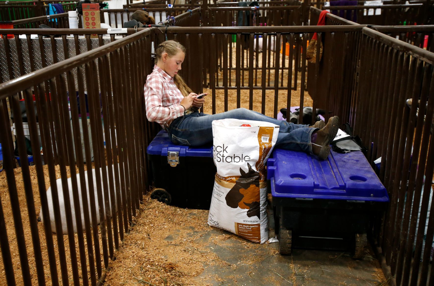 MontanaFair livestock